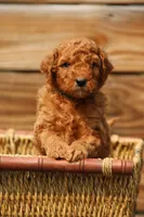 Austin, a male Goldendoodle and Miniature Aussiedoodle for sale in Crozet, VA – 1 of 5