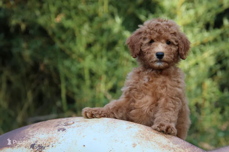 Austin – Goldendoodle, Miniature Aussiedoodle puppy for sale in Crozet, VA