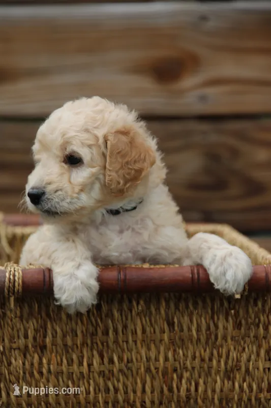 Berkeley – Goldendoodle, Miniature Aussiedoodle puppy for sale in Crozet, VA