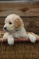 Berkeley, a male Goldendoodle and Miniature Aussiedoodle for sale in Crozet, VA – 1 of 6
