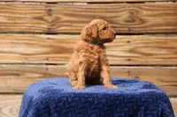 Austin, a male Goldendoodle and Miniature Aussiedoodle for sale in Crozet, VA – 5 of 5