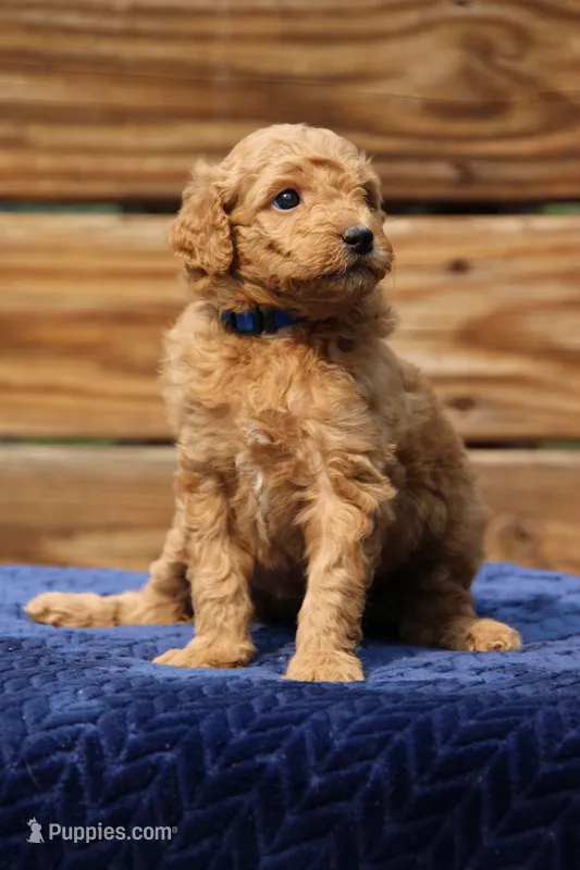 Chapel – Goldendoodle, Miniature Aussiedoodle puppy for sale in Crozet, VA
