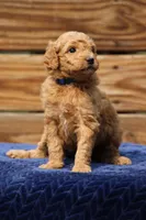 Chapel, a female Goldendoodle and Miniature Aussiedoodle for sale in Crozet, VA – 1 of 6