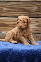 Sterling, a male Goldendoodle and Miniature Aussiedoodle for sale in Crozet, VA – 2 of 4