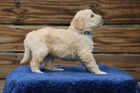 Berkeley, a male Goldendoodle and Miniature Aussiedoodle for sale in Crozet, VA – 5 of 6