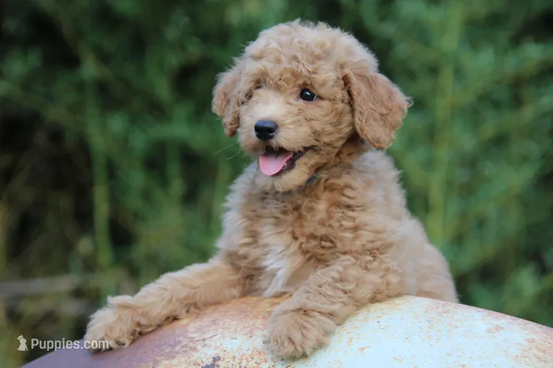 Chapel – Goldendoodle, Miniature Aussiedoodle puppy for sale in Crozet, VA