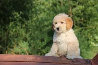 Rosie, a female Goldendoodle and Miniature Aussiedoodle for sale in Crozet, VA – 2 of 9
