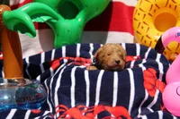 Chapel, a female Goldendoodle and Miniature Aussiedoodle for sale in Crozet, VA – 4 of 6