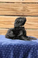 Cambridge, a male Goldendoodle and Miniature Aussiedoodle for sale in Crozet, VA – 5 of 5