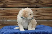 Berkeley, a male Goldendoodle and Miniature Aussiedoodle for sale in Crozet, VA – 4 of 6