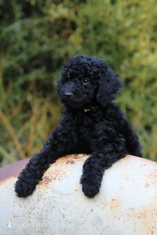 Cambridge – Goldendoodle, Miniature Aussiedoodle puppy for sale in Crozet, VA