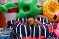 Austin, a male Goldendoodle and Miniature Aussiedoodle for sale in Crozet, VA – 3 of 5
