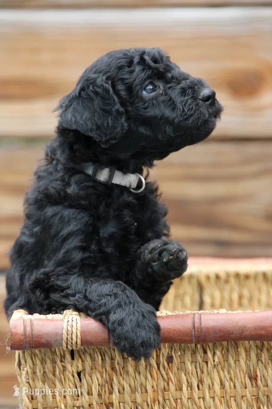 Oxford – Goldendoodle, Miniature Aussiedoodle puppy for sale in Crozet, VA