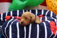 Chapel, a female Goldendoodle and Miniature Aussiedoodle for sale in Crozet, VA – 3 of 6
