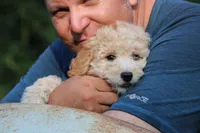 Rosie, a female Goldendoodle and Miniature Aussiedoodle for sale in Crozet, VA – 3 of 9