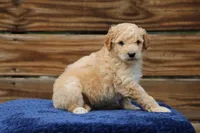 Rosie, a female Goldendoodle and Miniature Aussiedoodle for sale in Crozet, VA – 5 of 5