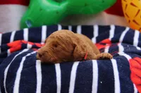 Sterling, a male Goldendoodle and Miniature Aussiedoodle for sale in Crozet, VA – 3 of 4