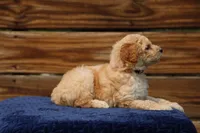 Rosie, a female Goldendoodle and Miniature Aussiedoodle for sale in Crozet, VA – 3 of 5