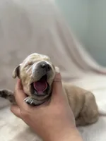 Hot Pink, a female Golden Retriever for sale in Starr, SC – Photo 3 of 4