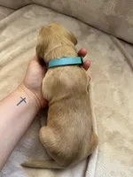 Light blue , a male Golden Retriever for sale in Starr, SC – Photo 4 of 4