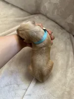 Light blue , a male Golden Retriever for sale in Starr, SC – Photo 2 of 4