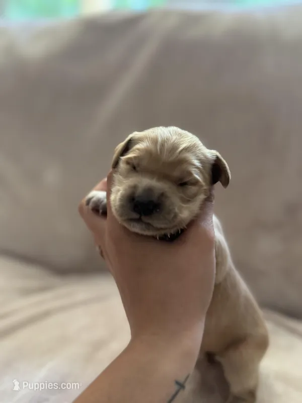 Light blue  – Golden Retriever puppy for sale in Starr, SC