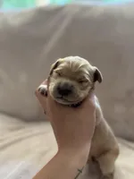 Light blue , a male Golden Retriever for sale in Starr, SC – Photo 1 of 4