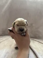 Light blue , a male Golden Retriever for sale in Starr, SC – Photo 3 of 4