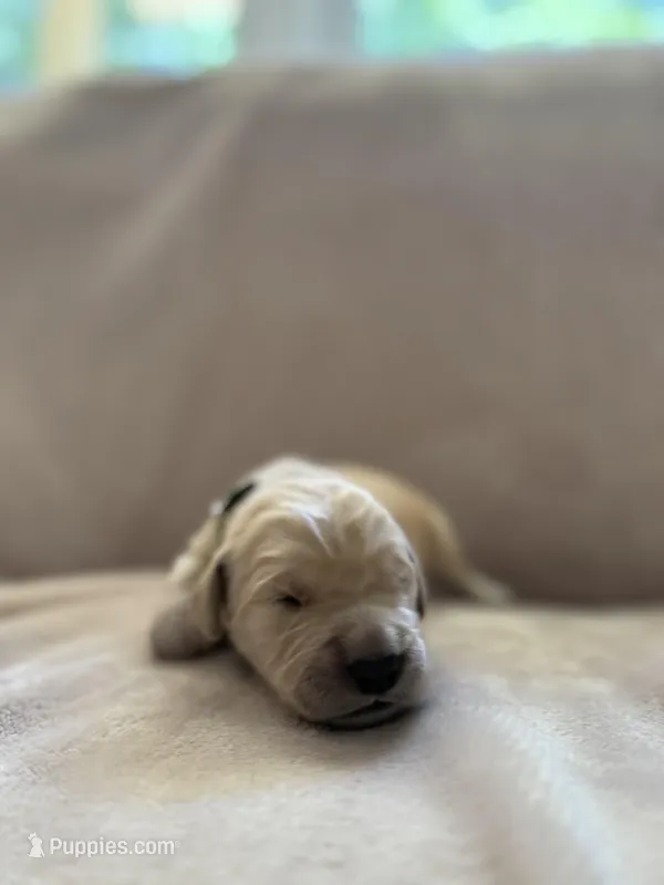 Light green – Golden Retriever puppy for sale in Starr, SC