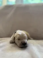 Light green, a male Golden Retriever for sale in Starr, SC – Photo 1 of 4