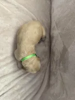 Light green, a male Golden Retriever for sale in Starr, SC – Photo 4 of 4