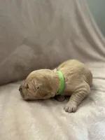 Light green, a male Golden Retriever for sale in Starr, SC – Photo 2 of 4