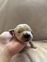 Light green, a male Golden Retriever for sale in Starr, SC – Photo 3 of 4