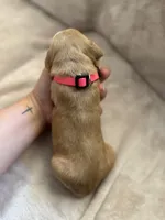 Hot Pink, a female Golden Retriever for sale in Starr, SC – Photo 2 of 4