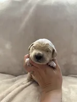 Dark Green, a male Golden Retriever for sale in Starr, SC – Photo 2 of 4