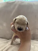 Dark Green, a male Golden Retriever for sale in Starr, SC – Photo 4 of 4