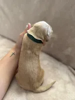 Dark Green, a male Golden Retriever for sale in Starr, SC – Photo 3 of 4