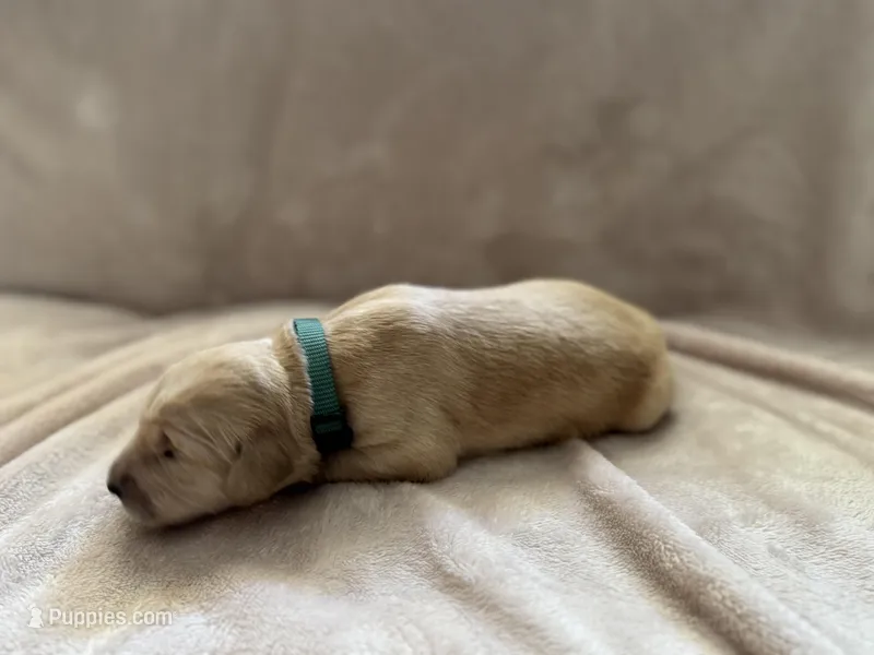 Dark Green – Golden Retriever puppy for sale in Starr, SC