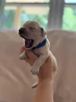 Dark blue, a male Golden Retriever for sale in Starr, SC – Photo 2 of 4