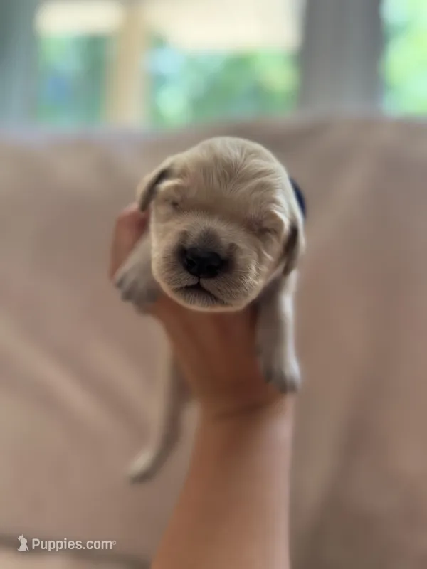 Dark blue – Golden Retriever puppy for sale in Starr, SC