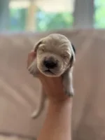 Dark blue, a male Golden Retriever for sale in Starr, SC – Photo 1 of 4