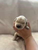 Dark blue, a male Golden Retriever for sale in Starr, SC – Photo 3 of 4