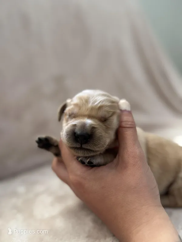 Hot Pink – Golden Retriever puppy for sale in Starr, SC