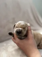 Hot Pink, a female Golden Retriever for sale in Starr, SC – Photo 1 of 4