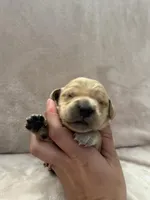 Hot Pink, a female Golden Retriever for sale in Starr, SC – Photo 4 of 4