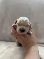 Lavender , a female Golden Retriever for sale in Starr, SC – Photo 2 of 5