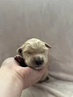 Lavender , a female Golden Retriever for sale in Starr, SC – Photo 3 of 5