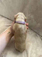 Lavender , a female Golden Retriever for sale in Starr, SC – Photo 4 of 5