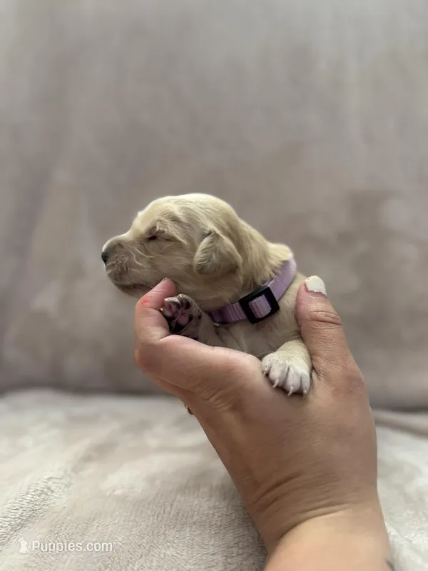 Lavender  – Golden Retriever puppy for sale in Starr, SC