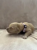 Lavender , a female Golden Retriever for sale in Starr, SC – Photo 5 of 5